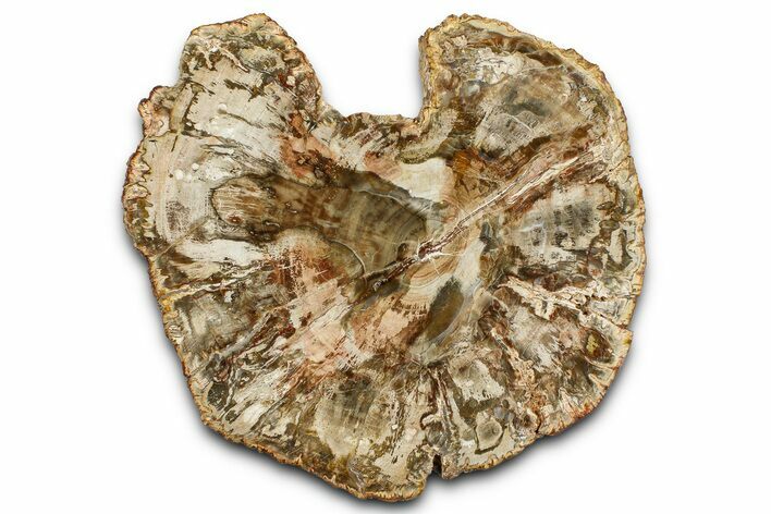 Beautiful Petrified Wood (Araucaria) Slab - Madagascar #361474
